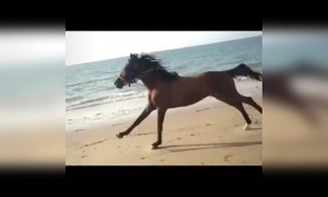 અશ્વપ્રેમીઓ જરૂરથી જોજો