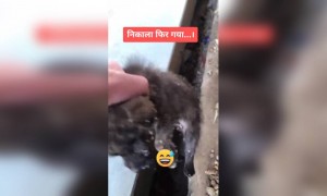 ઘણી મહેનત બાદ ગલૂડિયાં ને ખાડામાંથી બહાર નીકાળવામાં મળી સફળતા, અને બીજી જ ક્ષણે..