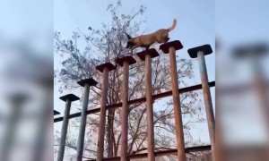 ટેલેન્ટેડ કૂતરો