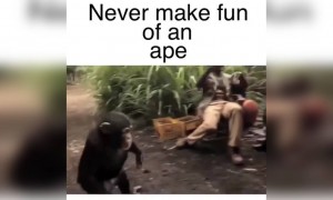 વાંદરાની મજાક કરવી પડી ગઈ ભારે