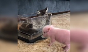 બચ્ચા ગમેતેના હોઈ ક્યૂટ જ લાગે