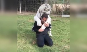 વાઘ સાથી મસ્તી કરતો માણસ