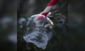 જુઓ ક્ષણવારમાં બરફ થઇ ગયું સાબુનું બબલ