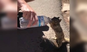 બોટલથી પાણી પીતી ખીચાકોલી