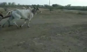 અમારા બળદિયા ઘોડાથી કમ નથી વાલા