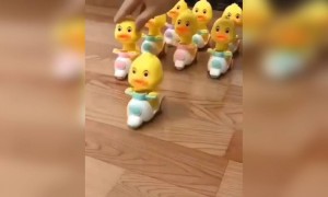 હવે તો રમકડાં પણ ક્યૂટ આવવા માંડ્યા છે, અમારા વખતમાં ખટારો હતો એક