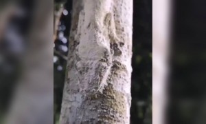 ધ્યાનથી જુઓ કાઈ દેખાય તો