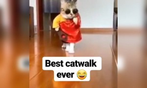 ઓરીજનલ કેટ વોક આને કહેવાય