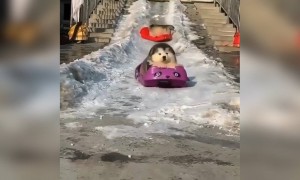 લસરપટ્ટી ખાતા ક્યૂટ કૂતરાઓનો વિડિઓ