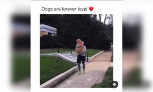 વફાદાર અને પ્રેમાળ પ્રાણી હોય છે કુતરા