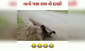 નાની હાઇટનો ફાયદો ઉઠાવ્યો