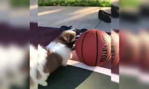 બોલો લ્યો આ ગલૂડિયાને પણ રમવું છે ફૂટબોલ