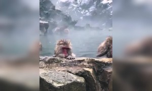 બર્ફીલા તળાવમાં મોજ કરતા વાંદરાઓ