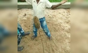 ચેન ખો ગયા હૈ