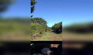 જ્યારે જિરાફે કર્યો જીપનો પીછો