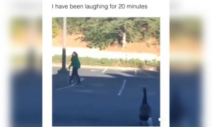 જ્યારે બતકએ કર્યો માણસ પર હુમલો