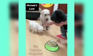 માં જેટલું પ્રેમાળ કોઈ નહિ