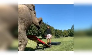 હાથી સાથે કરતબ