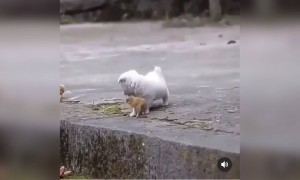 મુર્ગીઓના બચ્ચાઓ સાથે રમતું ક્યૂટ ગલુડિયું