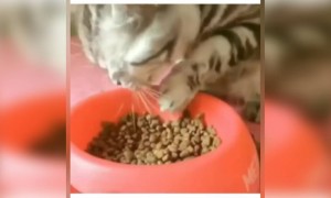 બિલાડી પર થયો માણસોની સંગતની અસર