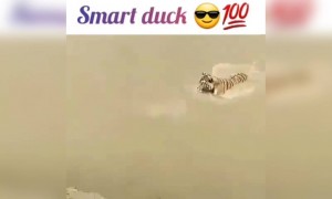 સ્માર્ટ બતક બચ્યું મોતના મોં માંથી