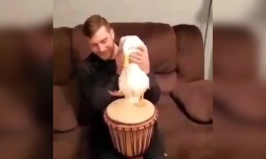 જુઓ બતક પણ ડ્રમ વગાડે છે