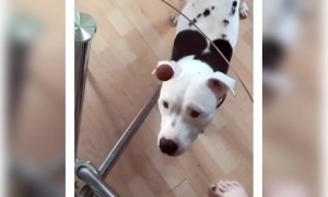 કૂતરાને પણ છેતરી લ્યે બોલો