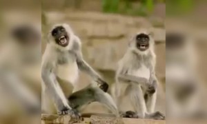એવો તે કયો જૉક્સ હશે જે સાંભળીને આ વાંદરાઓ આટલા હસે છે