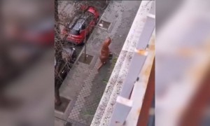 કચરો ફેંકવા જતો ડાયનાસોર