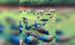 આટલા મોર જોયા છે ક્યારેય એક સાથે