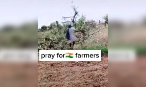 તીડના હુમલાથી પ્રભાવિત થયેલા ખેડૂતો માટે પ્રાર્થના કરજો