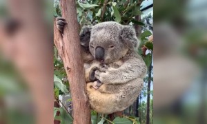 દુનિયાનું સૌથી આળશું પ્રાણી