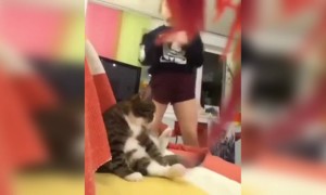 બિલાળીના એક્સપ્રેશન જુઓ