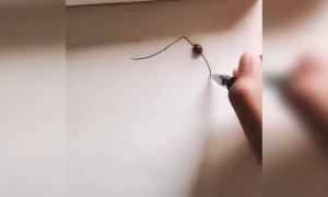 જીવડાઓ પણ આડા રસ્તે નથી ચાલતા, જુઓ