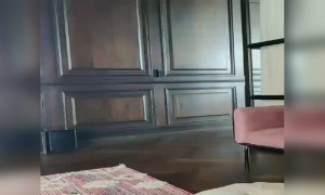 અનુષ્કા શર્માના ઘરમાં જોયો ડાયનોસોર