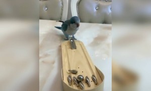 આ પોપટને પણ બેસ્ટ એક્ટરનો અવોર્ડ આપવો જોઈએ