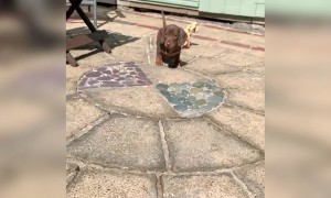 છલાંગ લગાવતું ક્યૂટ ગલુડિયું