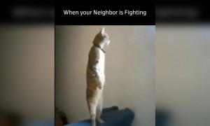 ક્યારે પાડોશીના ઘરમાં ઝઘડો થાય ત્યારે...