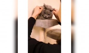 બિલાડીના એક્સપ્રેશન જોયા😂