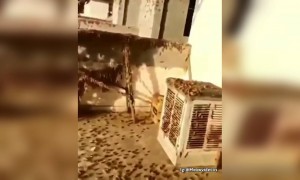 જયપુરમાં ત્રાટક્યું તિડનું ઝુંડ