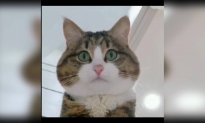 સેલ્ફી લેતી વખતે છોકરીઓ કેવા કેવા એક્સપ્રેશન આપે છે