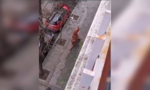 કચરો ફેંકવા જતો ડાયનાસોર