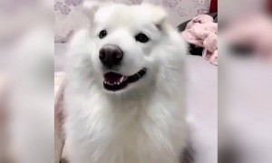 કુતરા નું ટેલેન્ટ કાનથી બતાવે છે કલાકારી