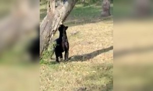 ભારતમાંથી લુપ્ત થવાની કગાર પાર છે આ દીપડાની પ્રજાતિ