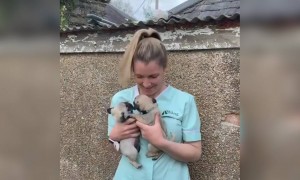 ક્યૂટ પપ્પીઝ😘😘😘