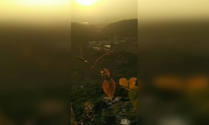 એ વાદિયા