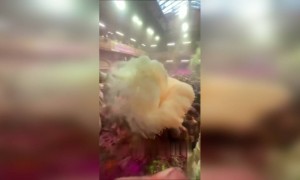 હોળી મુબારક,.......