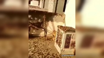 જયપુરમાં ત્રાટક્યું તિડનું ઝુંડ