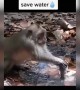 પાણી બચાવવા મહેનત કરી રહેલા આ વાંદરાને જુઓ