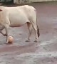 ગાયને ફૂટબોલ રમતા જોઈ છે ક્યારેય?